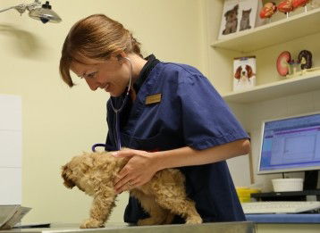 Marion Small Animal Hospital - Vets Adelaide 0