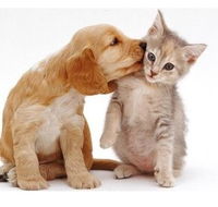 Aldgate Veterinary Clinic - Vets Adelaide