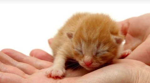 Newton Veterinary Clinic - Vets Adelaide 1