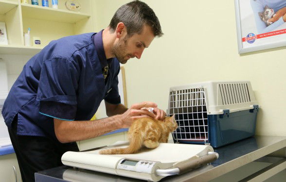  Vets Adelaide