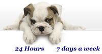 Book Gold Coast Accommodation Vacations Vets Adelaide Vets Adelaide