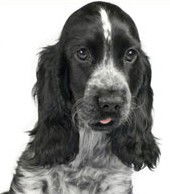Kingsholme QLD Vets Adelaide