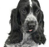 Jacobs Well Vet Surgery - Vets Adelaide