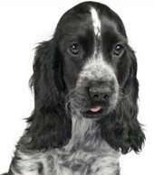 Jacobs Well Vet Surgery - Vets Adelaide 0