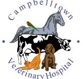 Campbelltown Veterinary Hospital - Vets Adelaide