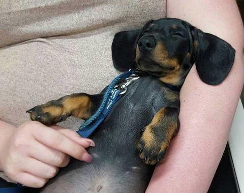 Hubert Maxine - Vets Adelaide 0