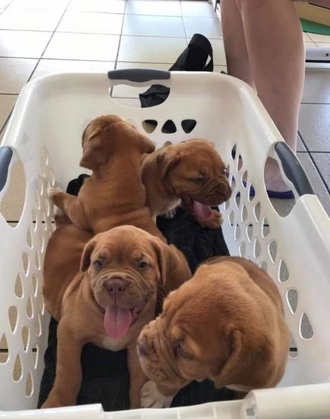 Hubert Maxine - Vets Adelaide 2