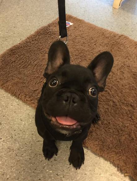 Hubert Maxine - Vets Adelaide 4