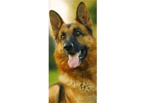 Rickford Peter - Vets Adelaide 4