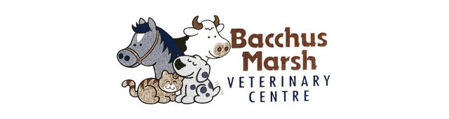 Strangways VIC Vets Adelaide
