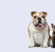 Strathbogie Veterinary Clinic - Vets Adelaide