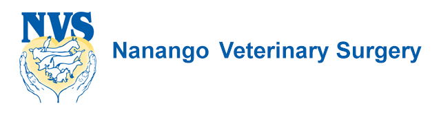 Kunioon ACT Vets Adelaide