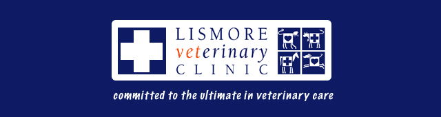Georgica NSW Vets Adelaide