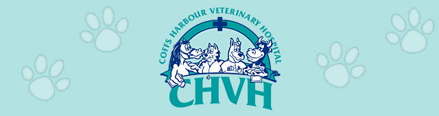 Korora NSW Vets Adelaide