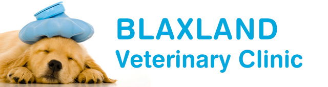 Dargan NSW Vets Adelaide