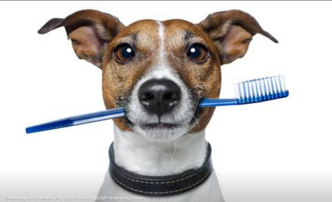 Kingscliff Veterinary Hospital - Vets Adelaide 2