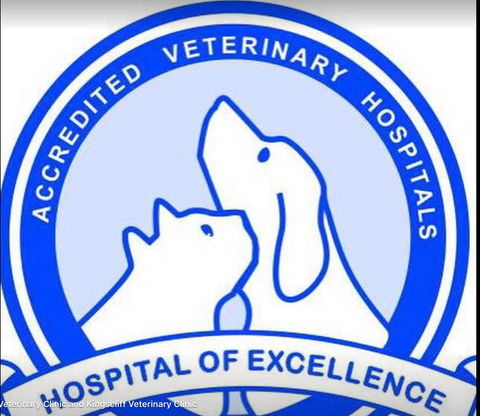 Kingscliff Veterinary Hospital - Vets Adelaide 4