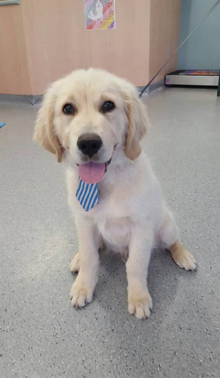 Mackay Veterinary Hospital - Vets Adelaide 3