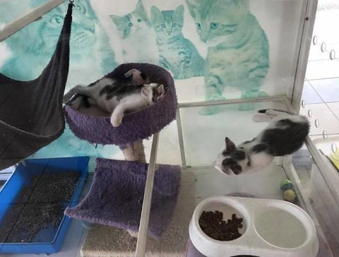 Mackay Veterinary Hospital - Vets Adelaide 5