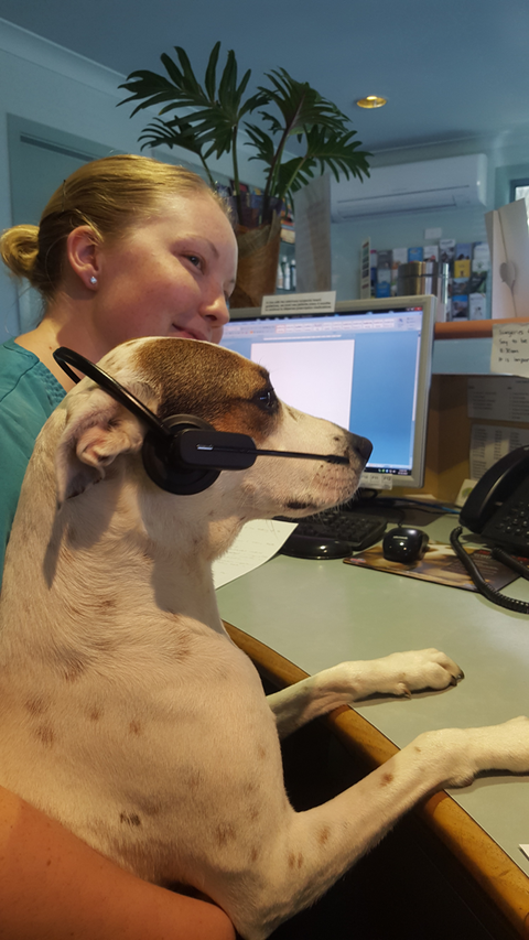 Ballina Veterinary Hospital - Vets Adelaide 1