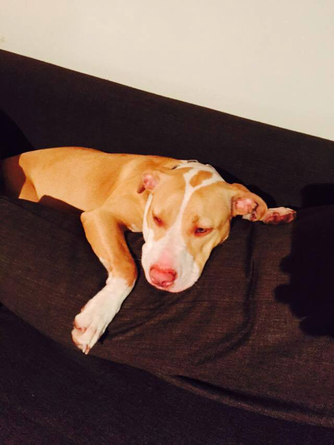 Ballina Veterinary Hospital - Vets Adelaide 2