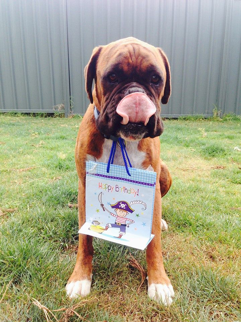 Ballina Veterinary Hospital - Vets Adelaide 3