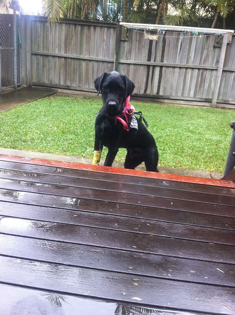 Ballina Veterinary Hospital - Vets Adelaide 4