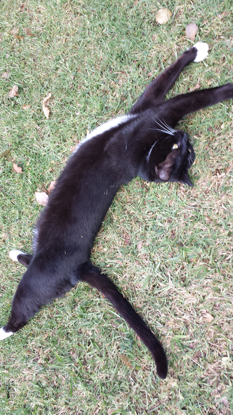 Ballina Veterinary Hospital - Vets Adelaide 5