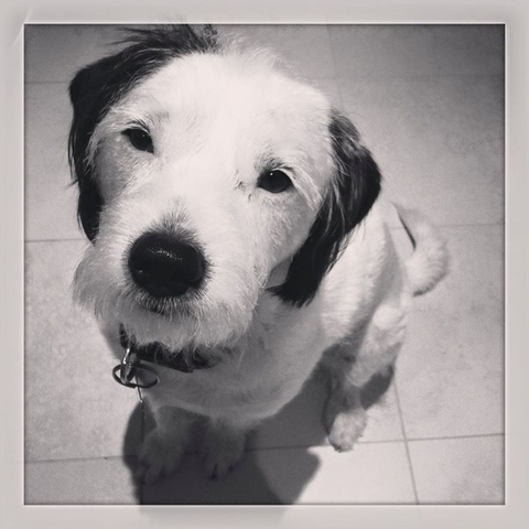 Ballina Veterinary Hospital - Vets Adelaide 9