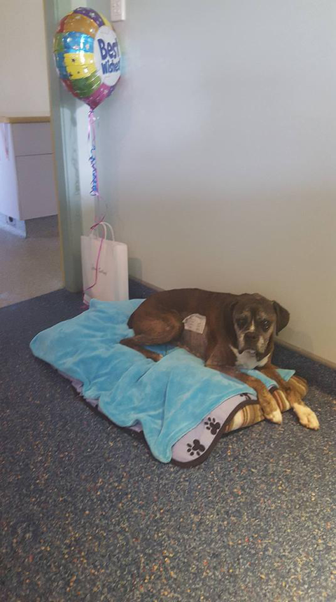 Ballina Veterinary Hospital - Vets Adelaide 12