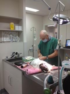Bayview Vets - Vets Adelaide 8