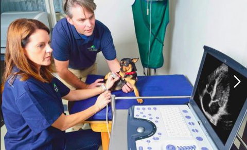 BONG BONG VETerinary Hospital - Vets Adelaide 4