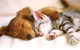 Coast And Valleys Veterinary Hospital - thumb 1