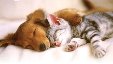 Coast And Valleys Veterinary Hospital - Vets Adelaide 1