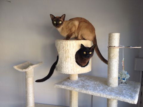 Cooks Hill Veterinary Clinic - Vets Adelaide 2