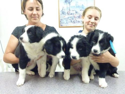 Cooroy Veterinary Surgery - Vets Adelaide 3