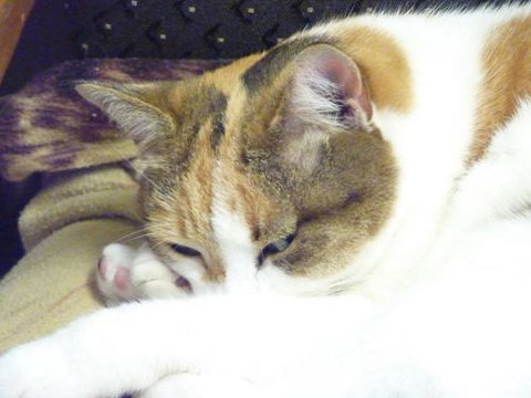 Cooroy Veterinary Surgery - Vets Adelaide 7