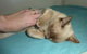 Cooroy Veterinary Surgery - thumb 8