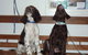 Cooroy Veterinary Surgery - thumb 11