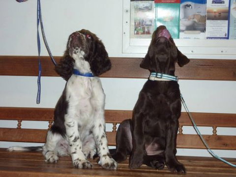Cooroy Veterinary Surgery - Vets Adelaide 11
