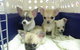 Cooroy Veterinary Surgery - thumb 13