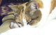 Cooroy Veterinary Surgery - thumb 14