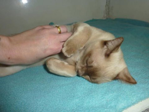 Cooroy Veterinary Surgery - Vets Adelaide 15