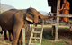 Desert Oaks Veterinary Clinic Pty Ltd - thumb 8