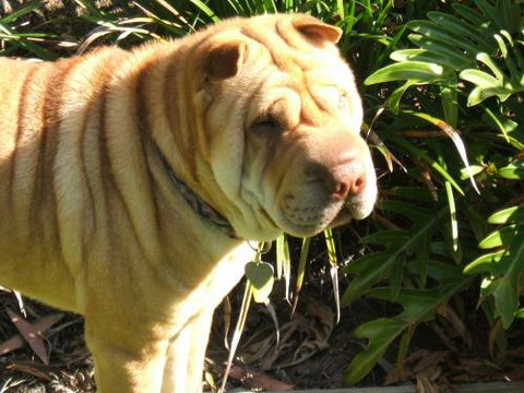 Eumundi Vet - Vets Adelaide 3