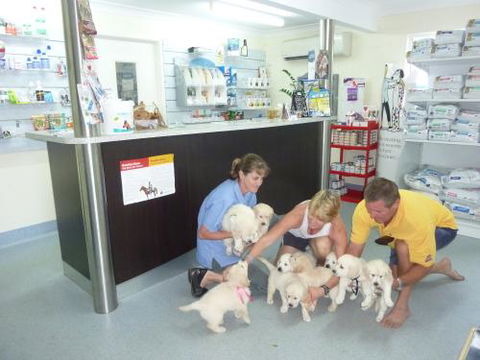 Faye McPherson - Vets Adelaide 1