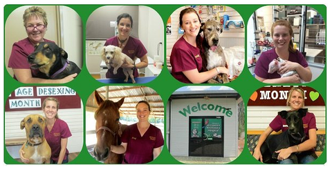 Girraween Veterinary Hospital - Vets Adelaide 3