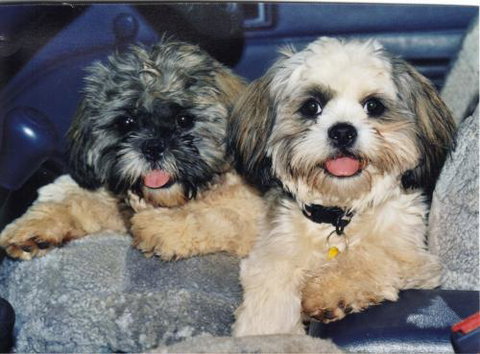 Gladstone Veterinary Clinic - Vets Adelaide 4