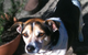 Glamour Pets - thumb 1