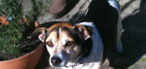 Glamour Pets - Vets Adelaide 1